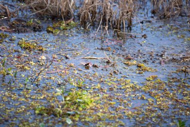 Ördek otu (Lemnoideae) ve diğer su bitkileriyle dolu bataklık suyu