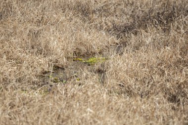 Bataklığın sığ kenarındaki kurumuş, kahverengi otların arasında hayvan izleri var.