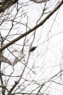 Sarı karınlı ağaçkakan (Sphyrapicus varius) arka planda gri bir gökyüzü olan küçük bir dalda yiyecek arıyor.