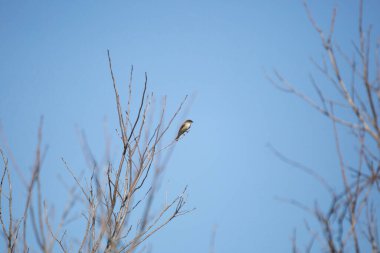 Doğu Phoebe (Sayornis phoebe) mavi gökyüzüne karşı çıplak bir dalda görkemli bir şekilde dışarı bakıyor.