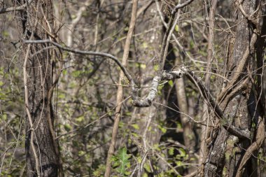 Yakut kaplama krallık (Regulus calendula) kısmen çıplak dallarla gizlenmiş ve ormana doğru bakıyor
