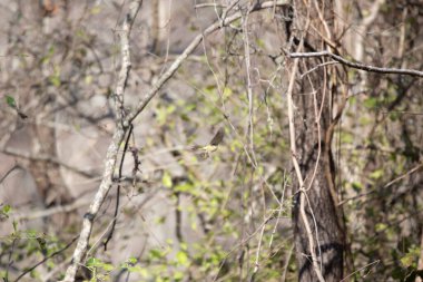 Yakut kaplama krallık (Regulus calendula) bir sarmaşığa doğru uçuyor