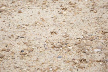 Toprakta beyaz kuyruklu geyik (Odocoileus virginianus) toynak izleri