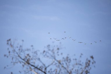 On dört halka boyunlu ördek sürüsü (Aythya yaka) mavi gökyüzünde uzun bir ağacın yanından uçuyor.