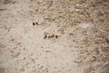 Toprakta üç beyaz kuyruklu geyik (Odocoileus virginianus) toynak izleri