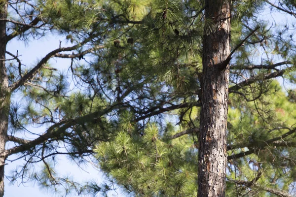 Tall pine trees filled with green pine needles
