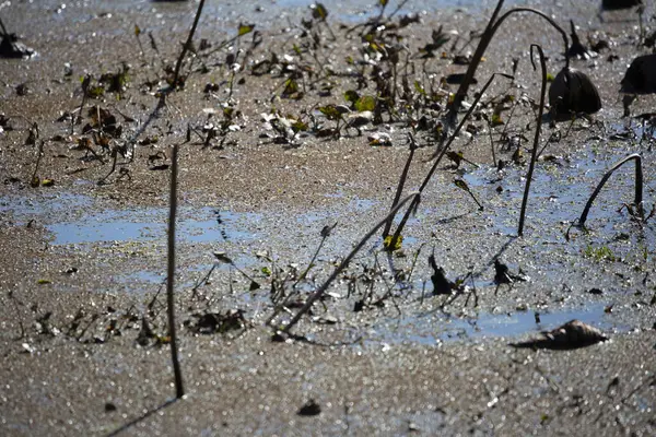 Close up of swamp water filled with dying aquatic plants
