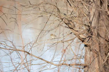 Sarı popolu ötleğen (Setophaga coronata) tüneğinden aşağıya bakıyor