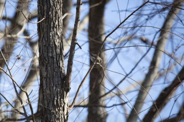 Meraklı sarı popolu ötleğen (Setophaga coronata) tüneğinden aşağıya bakıyor