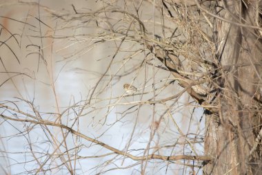 Çamurlu suya bakan sarı popolu ötleğen (Setophaga coronata)