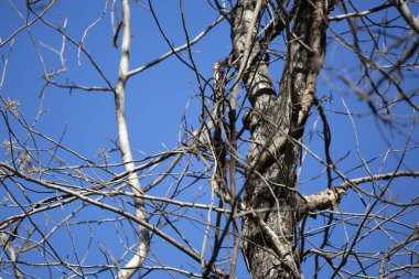 Meraklı sarı popolu ötleğen (Setophaga coronata) tüneğinden etrafına bakıyor
