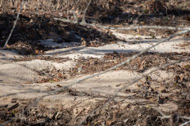 Şarkı serçesi (Melospiza melodisi) toprak kaplı bir zeminde yaprak çöpünü arıyor