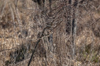 Çıplak bir ağaçta şarkı söyleyen serçeler (Melospiza melodisi)