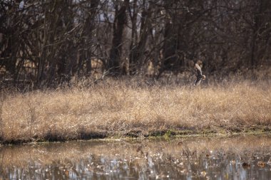 Wilson 'un çulluğu (Gallinago özenle) bataklıkta alçaktan uçarken dönüyor