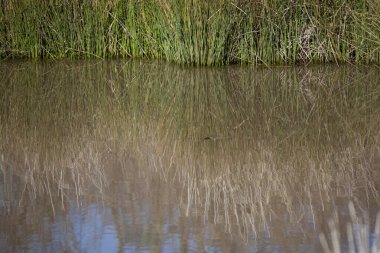 Koyu kahverengi suda yetişen uzun yeşil çimenler.