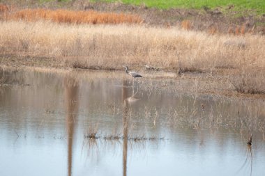 Olgunlaşmamış mavi balıkçıl (Ardea herodias) sığ sularda yüzüyor.