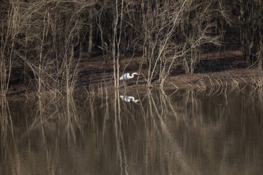 Büyük balıkçıl (Ardea alba) ve onun yansıması suyun kenarında avlanır.