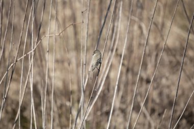 Meraklı doğu Phoebe (Sayornis phoebe), kurumuş yeşilliklerin üzerindeki bir levrekten etrafına bakıyor.