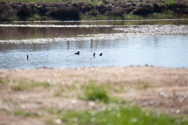 İki kapüşonlu ördek drake ve iki tavuk (Lophodytes cucullatus)