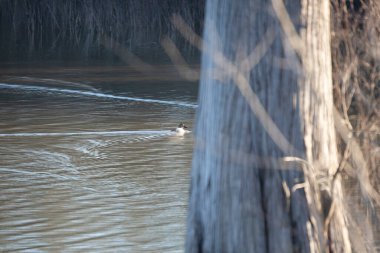 Dişi Canvasback ördeği (Aythya valisineria) bir ağaca doğru yüzüyor
