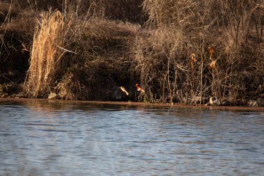 Kuzey Kardinali (Cardinalis Cardinalis), açık bir alanda uçarken dişi bir kardinali takip eder.