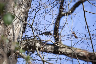 Sarı karınlı samur ağaçkakan (Sphyrapicus varius) neredeyse çıplak bir ağaç dalında yiyecek arıyor.