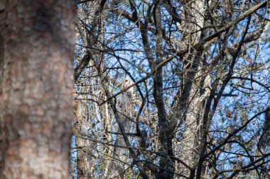 Erişkin kızıl saçlı ağaçkakan (Melanerpes eritrocephalus) ormanda bir ağaca tutunuyor.