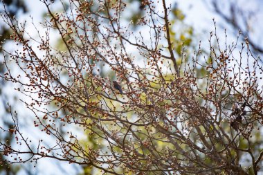 Sedir Ağdası (Bombycilla cedrorum) bir böğürtlen çalısı üzerindeki bir levrekten etrafa bakıyor