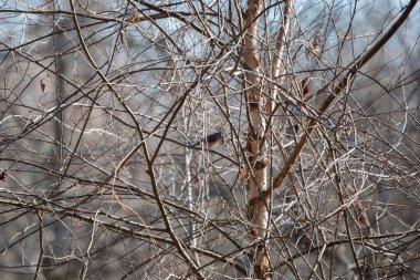 Meme faresi (Baeolophus bicolor) gagasında meşe palamudu olan