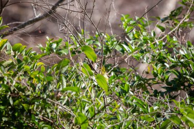 Saklı beyaz boğazlı serçe (Zonotrichia albicollis) yemyeşil bir çalılığın üzerindeki tüneğinden dışarı bakıyor
