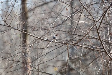 Meraklı meme faresi (Baeolophus bicolor) tüneğinden çıplak bir ağaca bakıyor