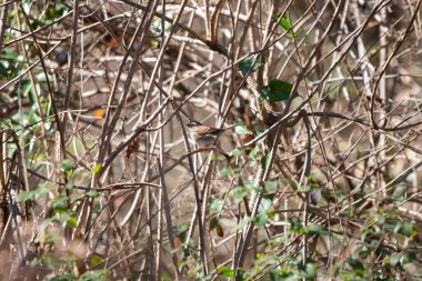 Beyaz boğazlı serçe (Zonotrichia albicollis) levreğinden dışarı bakıyor