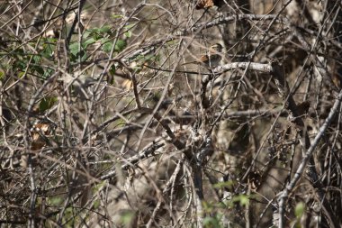 Beyaz boğazlı serçe (Zonotrichia albicollis) levreğinden dışarı bakıyor
