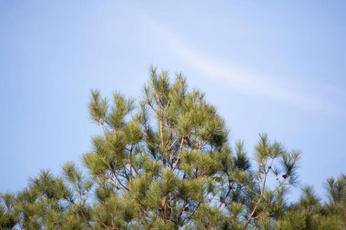 Yeşil çam ağacı açık mavi gökyüzüne karşı iğne yapıyor.