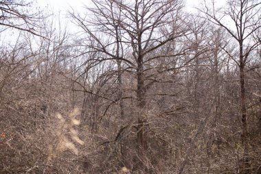 Bramble, kışın ağaçlarla dolu ormandır.