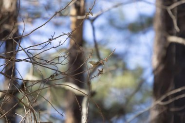Yakut kaplama krallık (Regulus calendula) küçük bir dalda yiyecek arıyor