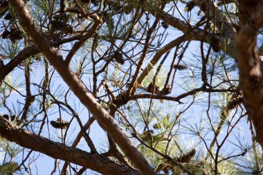 Kuşun çam ağacının dalına bakan yüzü gibi kırmızı göğüslü naylon (Sitta canadensis) kuyruğu