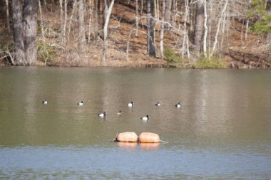 Bir tavukla yüzen yedi küçük scaup ördek drake (Aythya affinis)