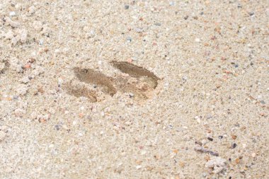 Kumda bir çift beyaz kuyruklu geyik (Odocoileus virginianus) izleri vardır.