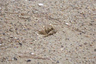 Beyaz kuyruklu geyik (Odocoileus virginianus) kumda iz bırakır