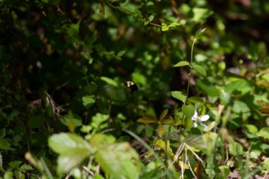 Böğürtlen bitkisinin (Rubus hispidus) yanında uçuşan yaygın doğu yaban arısı (Bombus impatiens))