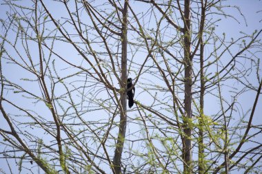 Büyük kuyruklu grackle (Quiscalus mexicanus) neredeyse çıplak olan levreğinden uzağa bakıyor