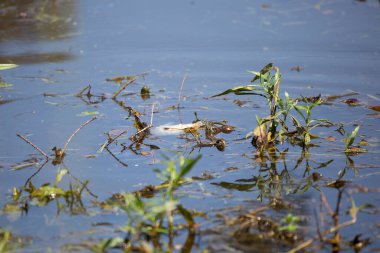Kırmızı kulaklı sürgücü (Trachemys script ta elegans) ölü, beyaz bir balık yiyor