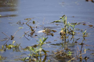 Kırmızı kulaklı sürgücü (Trachemys script ta elegans) ölü, beyaz bir balık yiyor