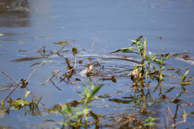 Kırmızı kulaklı sürgücü (Trachemys script ta elegans) ölü, beyaz bir balık yiyor
