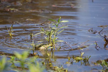 Kırmızı kulaklı sürgücü (Trachemys betiği elegans) su yeşil bitkisinin arkasında
