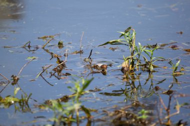 Kırmızı kulaklı kaydırıcı (Trachemys script ta elegans) sudan dışarı bakıyor