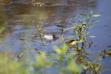 Doğu çamur kaplumbağası (Kinosternon subrubrum) ölü beyaz bir balığın yanında