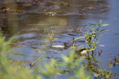 Doğu çamur kaplumbağası (Kinosternon subrubrum) suyun üzerine bakıyor