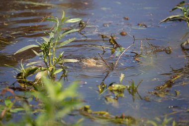 Kırmızı kulaklı sürgülü (Trachemys scripta elegans), doğu çamur kaplumbağası (Kinosternon subrubrum) yakınlarda beklerken su altında ölü beyaz bir balık yiyor.